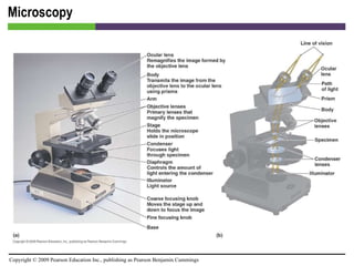 Microscopy [INSERT FIGURE 4.4] 