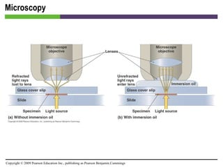 Microscopy [INSERT FIGURE 4.5] 