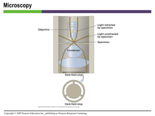 Microscopy [INSERT FIGURE 4.6] 