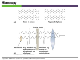 Microscopy [INSERT FIGURE 4.7] 