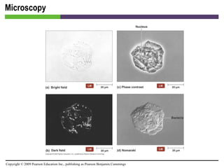 Microscopy [INSERT FIGURE 4.8] 