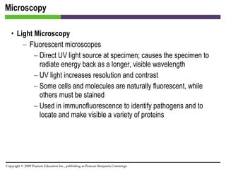 Microscopy Light Microscopy Fluorescent microscopes Direct UV light source at specimen; causes the specimen to radiate energy back as a longer, visible wavelength UV light increases resolution and contrast  Some cells and molecules are naturally fluorescent, while others must be stained  Used in immunofluorescence to identify pathogens and to locate and make visible a variety of proteins 