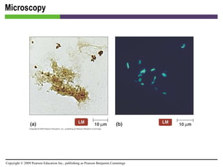 Microscopy [INSERT FIGURE 4.9] 
