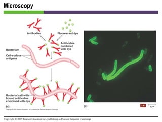 Microscopy [INSERT FIGURE 4.10] 