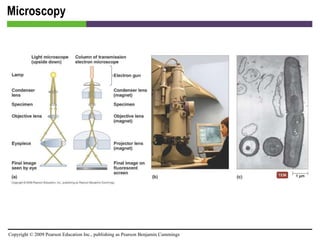 Microscopy [INSERT FIGURE 4.11] 