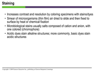 Staining Increases contrast and resolution by coloring specimens with stains/dyes Smear of microorganisms (thin film) air dried to slide and then fixed to surface by heat or chemical fixation Microbiological stains usually salts composed of cation and anion, with one colored (chromophore) Acidic dyes stain alkaline structures; more commonly, basic dyes stain acidic structures 