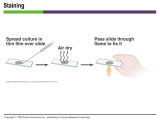 Staining [INSERT FIGURE 4.15] 