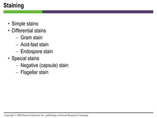 Staining Simple stains  Differential stains  Gram stain Acid-fast stain Endospore stain Special stains  Negative (capsule) stain Flagellar stain 