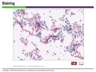 Staining [INSERT FIGURE 4.18] 