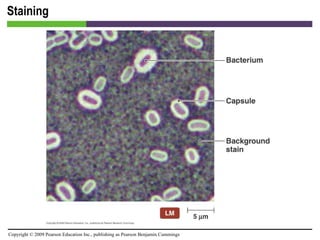 Staining [INSERT FIGURE 4.20] 