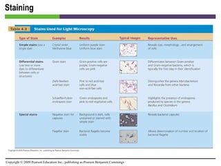 Staining [INSERT TABLE 4.3] 