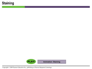 Staining Animation: Staining 