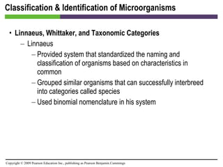 Classification & Identification of Microorganisms Linnaeus, Whittaker, and Taxonomic Categories Linnaeus Provided system that standardized the naming and classification of organisms based on characteristics in common Grouped similar organisms that can successfully interbreed into categories called species Used binomial nomenclature in his system 
