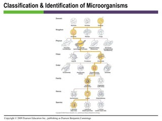 Classification & Identification of Microorganisms 