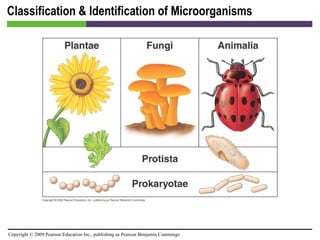 Classification & Identification of Microorganisms [INSERT FIGURE 4.23] 