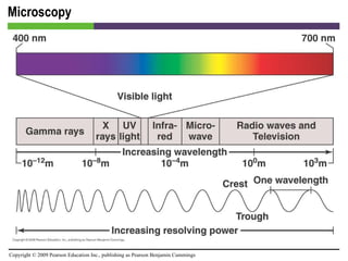 Microscopy [INSERT FIGURE 4.1] 