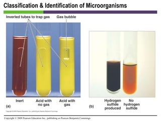 Classification & Identification of Microorganisms [INSERT FIGURE 4.24] 