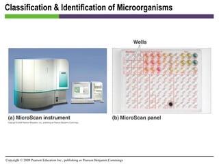 Classification & Identification of Microorganisms [INSERT FIGURE 4.25] 