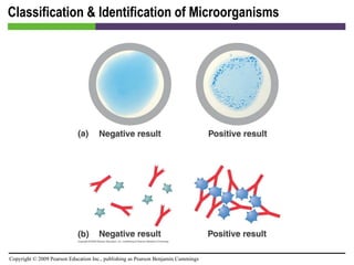 Classification & Identification of Microorganisms [INSERT FIGURE 4.26] 