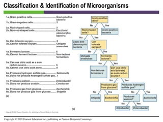 Classification & Identification of Microorganisms [INSERT FIGURE 4.28] 