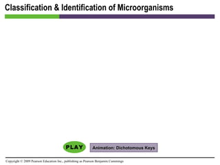 Classification & Identification of Microorganisms Animation: Dichotomous Keys 