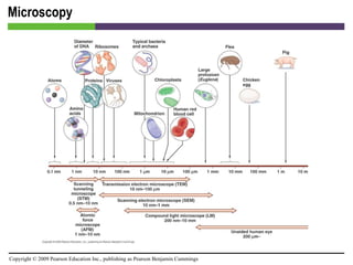 Microscopy [INSERT FIGURE 4.3] 