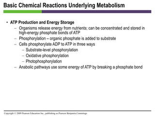 Basic Chemical Reactions Underlying Metabolism ATP Production and Energy Storage Organisms release energy from nutrients; can be concentrated and stored in high-energy phosphate bonds of ATP Phosphorylation – organic phosphate is added to substrate Cells phosphorylate ADP to ATP in three ways Substrate-level phosphorylation Oxidative phosphorylation Photophosphorylation Anabolic pathways use some energy of ATP by breaking a phosphate bond 