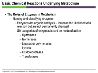 Basic Chemical Reactions Underlying Metabolism The Roles of Enzymes in Metabolism Naming and classifying enzymes Enzymes are organic catalysts – increase the likelihood of a reaction but are not permanently changed Six categories of enzymes based on mode of action Hydrolases Isomerases Ligases or polymerases Lyases Oxidoreductases Transferases 