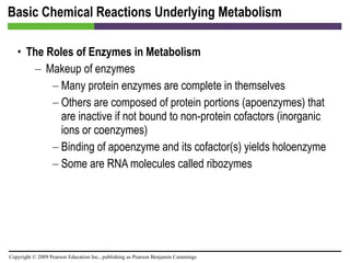 Basic Chemical Reactions Underlying Metabolism The Roles of Enzymes in Metabolism Makeup of enzymes Many protein enzymes are complete in themselves Others are composed of protein portions (apoenzymes) that are inactive if not bound to non-protein cofactors (inorganic ions or coenzymes) Binding of apoenzyme and its cofactor(s) yields holoenzyme Some are RNA molecules called ribozymes 