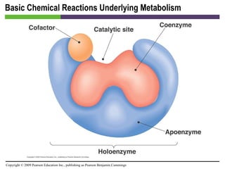 Basic Chemical Reactions Underlying Metabolism [INSERT FIGURE 5.3] 
