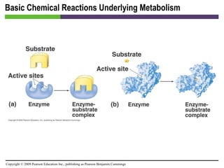 Basic Chemical Reactions Underlying Metabolism [INSERT FIGURE 5.5] 