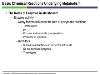 Basic Chemical Reactions Underlying Metabolism The Roles of Enzymes in Metabolism Enzyme activity Many factors influence the rate of enzymatic reactions Temperature pH Enzyme and substrate concentrations Presence of inhibitors Inhibitors Substances that block an enzyme’s active site Do not denature enzymes Three types 