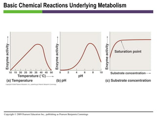 Basic Chemical Reactions Underlying Metabolism [INSERT FIGURE 5.7] 
