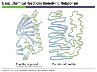 Basic Chemical Reactions Underlying Metabolism [INSERT FIGURE 5.8] 