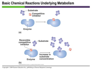 Basic Chemical Reactions Underlying Metabolism [INSERT FIGURE 5.9] 