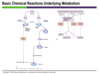 Basic Chemical Reactions Underlying Metabolism [INSERT FIGURE 5.11] 