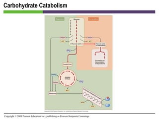 Carbohydrate Catabolism [INSERT FIGURE 5.12] 