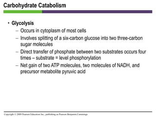 Carbohydrate Catabolism Glycolysis Occurs in cytoplasm of most cells Involves splitting of a six-carbon glucose into two three-carbon sugar molecules Direct transfer of phosphate between two substrates occurs four times – substrate = level phosphorylation Net gain of two ATP molecules, two molecules of NADH, and precursor metabolite pyruvic acid 