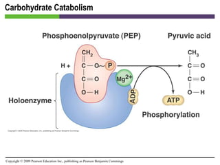 Carbohydrate Catabolism [INSERT FIGURE 5.14] 