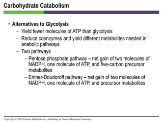 Carbohydrate Catabolism Alternatives to Glycolysis Yield fewer molecules of ATP than glycolysis Reduce coenzymes and yield different metabolites needed in anabolic pathways Two pathways Pentose phosphate pathway – net gain of two molecules of NADPH, one molecule of ATP, and five-carbon precursor metabolites Entner-Doudoroff pathway – net gain of two molecules of NADPH, one molecule of ATP, and precursor metabolites 