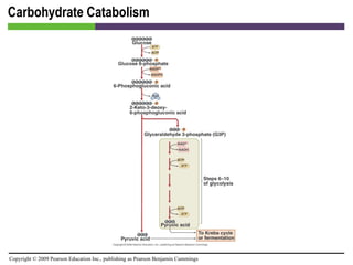 Carbohydrate Catabolism 