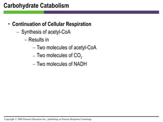 Carbohydrate Catabolism Continuation of Cellular Respiration Synthesis of acetyl-CoA Results in Two molecules of acetyl-CoA Two molecules of CO 2   Two molecules of NADH 