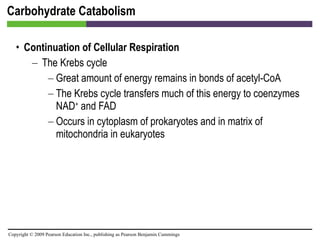 Carbohydrate Catabolism Continuation of Cellular Respiration The Krebs cycle Great amount of energy remains in bonds of acetyl-CoA The Krebs cycle transfers much of this energy to coenzymes NAD +  and FAD Occurs in cytoplasm of prokaryotes and in matrix of mitochondria in eukaryotes 