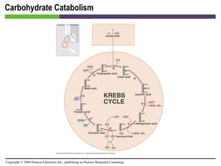 Carbohydrate Catabolism [INSERT FIGURE 5.18] 
