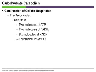 Carbohydrate Catabolism Continuation of Cellular Respiration The Krebs cycle Results in Two molecules of ATP Two molecules of FADH 2 Six molecules of NADH Four molecules of CO 2 