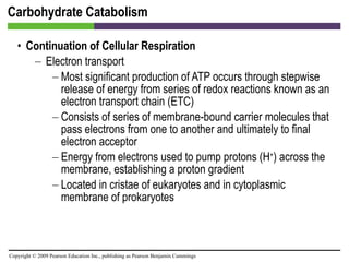 Carbohydrate Catabolism Continuation of Cellular Respiration Electron transport Most significant production of ATP occurs through stepwise release of energy from series of redox reactions known as an electron transport chain (ETC) Consists of series of membrane-bound carrier molecules that pass electrons from one to another and ultimately to final electron acceptor Energy from electrons used to pump protons (H + ) across the membrane, establishing a proton gradient Located in cristae of eukaryotes and in cytoplasmic membrane of prokaryotes 