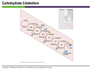 Carbohydrate Catabolism [INSERT FIGURE 5.19] 