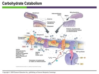Carbohydrate Catabolism [INSERT FIGURE 5.20] 