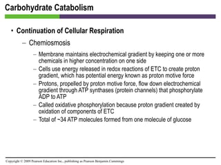 Carbohydrate Catabolism Continuation of Cellular Respiration Chemiosmosis Membrane maintains electrochemical gradient by keeping one or more chemicals in higher concentration on one side Cells use energy released in redox reactions of ETC to create proton gradient, which has potential energy known as proton motive force Protons, propelled by proton motive force, flow down electrochemical gradient through ATP synthases (protein channels) that phosphorylate ADP to ATP Called oxidative phosphorylation because proton gradient created by oxidation of components of ETC Total of ~34 ATP molecules formed from one molecule of glucose 