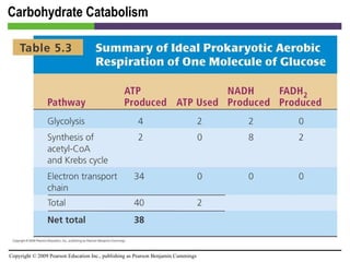 Carbohydrate Catabolism [INSERT TABLE 5.3] 